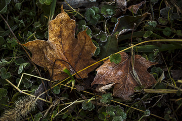 Fallen leaves on the front lawn covered with frost on a cold December morning in Indiana