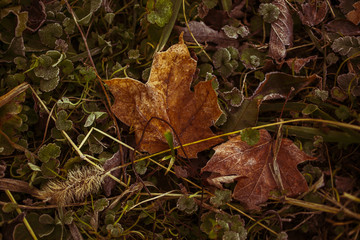 Fallen leaves on the front lawn covered with frost on a cold December morning in Indiana