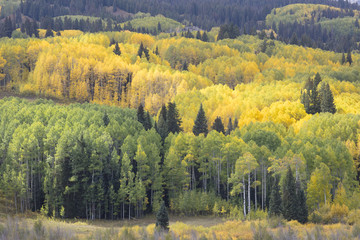 Aspen trees Kebler Pass Colorado in Fall