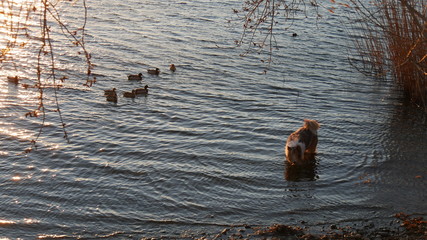 Famiglia di papere nel lago