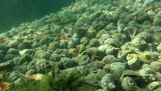 Commercial species: a mountain of shells of snails caught in the sea Veined Rapa Whelk (Rapana venosa).
