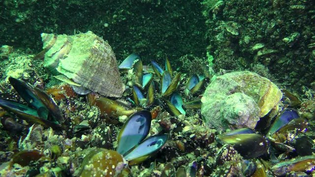 Two snails Veined Rapa Whelk (Rapana venosa) on the background of the empty shells of mussels eaten by them.
