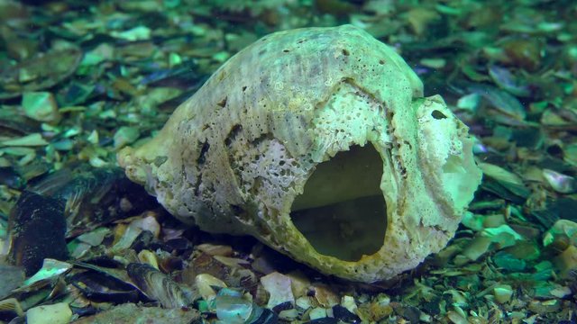 Shell of Veined Rapa Whelk (Rapana venosa) damaged by a drilling sponge.

