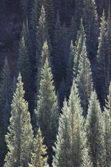 Side lit spruce & fir trees in Kebler Pass, near Crested Butte Colorado United States of America