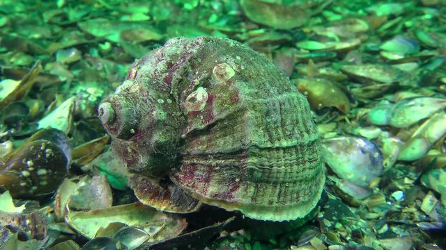 Snail Veined Rapa Whelk (Rapana venosa) crawls along the shell bottom., close-up.
