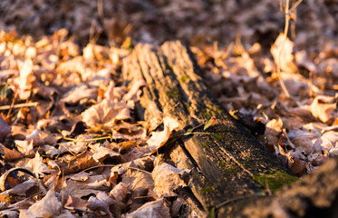 Mossy Wood and Leaves in Autumn