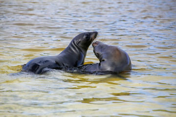 Fototapeta premium Galapagos sea lions playing in water at Gardner Bay, Espanola Island, Galapagos National park, Ecuador