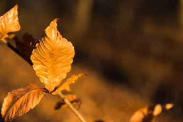 Golden Leaves