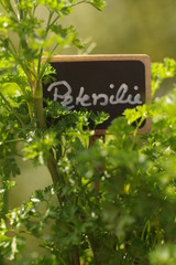 Urban Gardening, Balkon, Gartenkräuter selbst gezüchtet