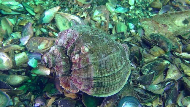 Snail Veined Rapa Whelk (Rapana venosa) crawls along the shell bottom., close-up.
