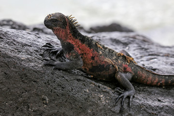 Marine iguana on Espanola Island, Galapagos National park, Ecuador