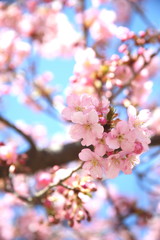 河津桜　春イメージ