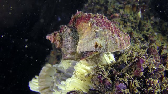 Reproduction of gastropods Veined Rapa Whelk (Rapana venosa): the female lays eggs.
