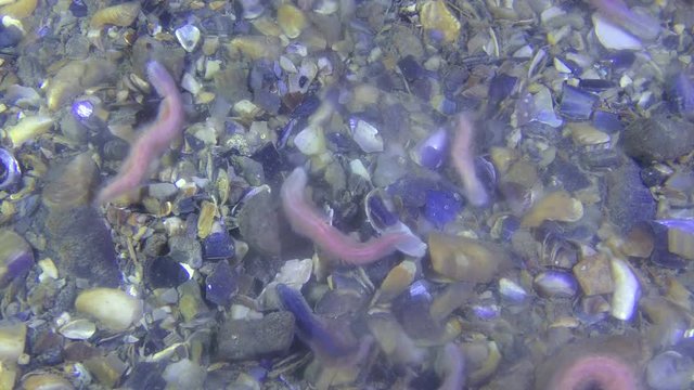 Reproduction of Clam Worms (Nereis sp.): Mass spawning, in water a cloud of eggs and sperm.
