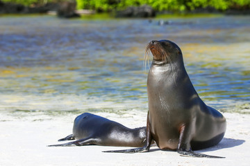 Galapagos sea lions on the beach at Gardner Bay, Espanola Island, Galapagos National park, Ecuador.