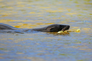 Fototapeta premium Galapagos sea lion swimming Gardner Bay, Espanola Island, Galapagos National park, Ecuador