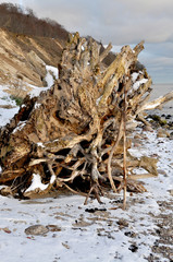 Baumwurzel am Strand, Göhren, Rügen