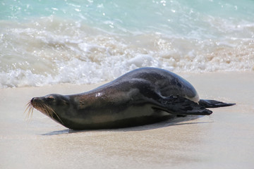 Obraz premium Galapagos sea lion lying on the beach at Gardner Bay, Espanola Island, Galapagos National park, Ecuador