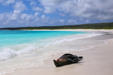Fototapeta na wymiar Galapagos sea lion lying on the beach at Gardner Bay, Espanola Island, Galapagos National park, Ecuador