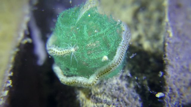 Reproduction of polychaetes (Phyllodoce sp.): The worm wrapped around the nest with eggs.
