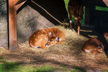 Sitatunga (Tragelaphus spekii) relaxing in the shadow