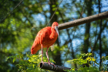 Red Ibis (cattle egret) staying on branch