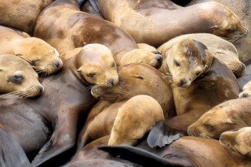 Large Group of California Sea Lions Bunched Together on Pier