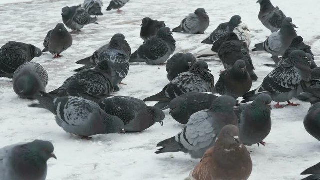 Flock of pigeons eating switchgrass in the urban park in cold winter outdoors