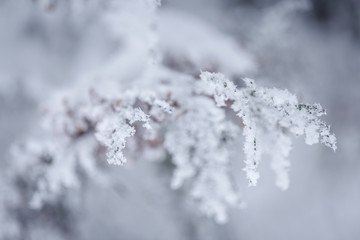 Fir branch in snow. Winter background.