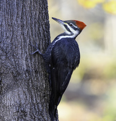 Female Pileated Woodpecker 