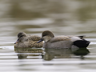 Male and Female Gadwall Swimming