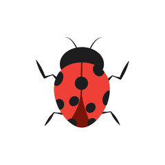 beetle ladybug insect bug icon image vector illustration design 
