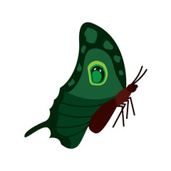 butterfly insect bug sideview icon image vector illustration design 