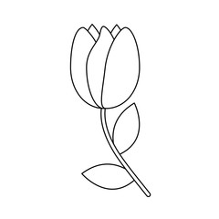 tulip flower icon image vector illustration design  black line black line