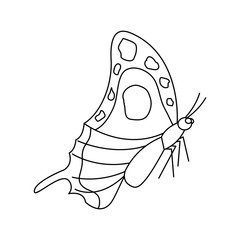 butterfly insect bug sideview icon image vector illustration design  black line black line