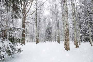 Winter wonderland scene background, landscape. Trees, forest in snow. Christmas, New Year time