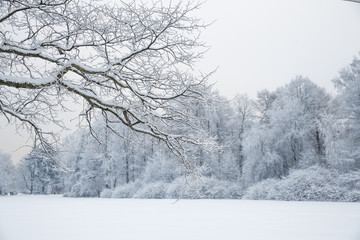 Winter wonderland scene background, landscape. Trees, forest in snow. Christmas, New Year time