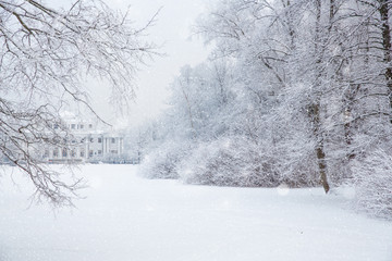 Winter wonderland scene background, landscape. Trees, forest in snow. Christmas, New Year time