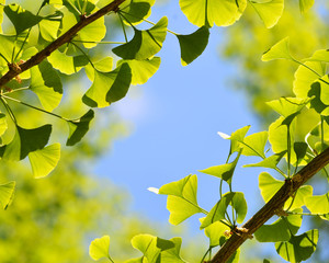 Ginkgo Biloba. Green Leaf Frame on Blue Sky Background