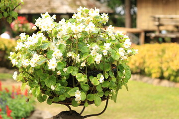 colorful flower in the garden