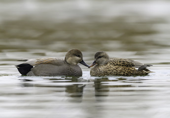 Male and Female Gadwall Swimming