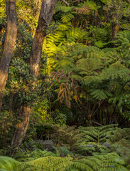 Fototapeta premium Rain Forest at Kona, Hawaii