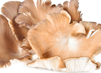 Mushroom angel on white background