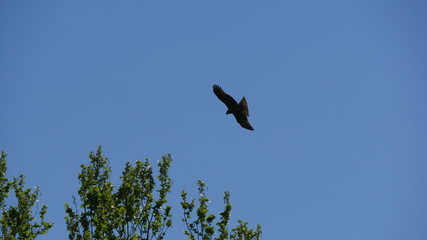 Aquila in volo nel cialo