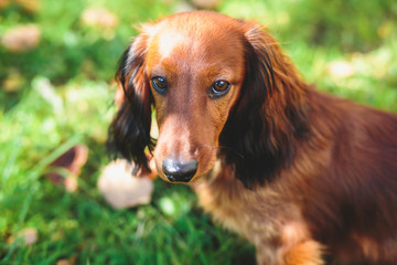 Beautiful Red Long-haired Dachshund portrait, summer picture of adult funny dachshund dog