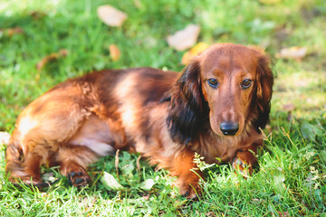 Beautiful Red Long-haired Dachshund portrait, summer picture of adult funny dachshund dog