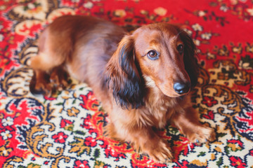 Beautiful Red Long-haired Dachshund portrait, summer picture of adult funny dachshund dog