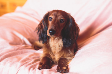 Beautiful Red Long-haired Dachshund portrait, summer picture of adult funny dachshund dog