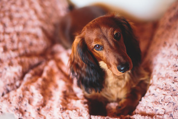Beautiful Red Long-haired Dachshund portrait, summer picture of adult funny dachshund dog