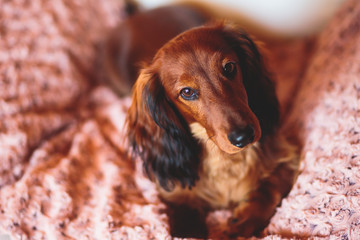 Beautiful Red Long-haired Dachshund portrait, summer picture of adult funny dachshund dog